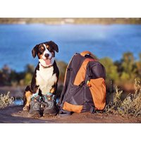 2 Tage Papenburg - eine Auszeit mit Hund, Niedersachsen inkl. Frühstück Städteurlaub online kaufen