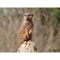 2 Tage Zu Besuch im ZOO bei Erdmanns & Co. / 1 Nacht in Leipzig, Sachsen inkl. Frühstück Städteurlaub online kaufen
