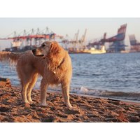 3 Tage Kurzurlaub mit Hund - Hamburg mit 4 Pfoten entdecken. inkl. Frühstück Städteurlaub online kaufen 3 Tage Kurzurlaub mit Hund - Hamburg mit 4 Pfoten entdecken. inkl. Frühstück Städteurlaub online kaufen