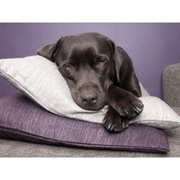 3 Tage Kurzurlaub mit Hund - Hamburg mit 4 Pfoten - Sonntags inkl. Frühstück Städteurlaub online kaufen 3 Tage Kurzurlaub mit Hund - Hamburg mit 4 Pfoten - Sonntags inkl. Frühstück Städteurlaub online kaufen