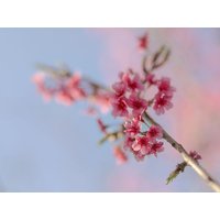 3 Tage Pfingsten Deluxe / 2 Nächte in Hameln, Niedersachsen inkl. Halbpension Städteurlaub online kaufen 3 Tage Pfingsten Deluxe / 2 Nächte in Hameln, Niedersachsen inkl. Halbpension Städteurlaub online kaufen