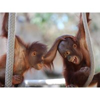 3 Tage Tierische Auszeit in Ratingen, Nordrhein-Westfalen inkl. Frühstück Städteurlaub online kaufen