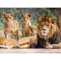4 Tage Übernachtung & Tierabenteuer im Leipziger Zoo, Sachsen inkl. Frühstück Städteurlaub online kaufen 4 Tage Übernachtung & Tierabenteuer im Leipziger Zoo, Sachsen inkl. Frühstück Städteurlaub online kaufen
