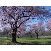 "Hanami" Kirschblüte in Schwetzingen - 3 Tage, Baden-Württemberg inkl. Frühstück Städteurlaub online kaufen