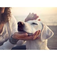 Hundeurlaub - Erholung für Mensch und Tier / 4 Tage in Landau in der Pfalz, Rheinland-Pfalz inkl. Frühstück Städteurlaub online kaufen Hundeurlaub - Erholung für Mensch und Tier / 4 Tage in Landau in der Pfalz, Rheinland-Pfalz inkl. Frühstück Städteurlaub online kaufen