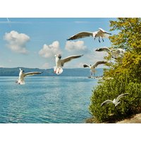 Konstanz & Bodensee erleben - 5 Tage mit Frühstück, Baden-Württemberg inkl. Frühstück Städteurlaub online kaufen Konstanz & Bodensee erleben - 5 Tage mit Frühstück, Baden-Württemberg inkl. Frühstück Städteurlaub online kaufen
