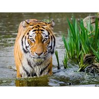 LOGINN & enjoy @ Zoo Leipzig! 2 Tage Tierischer Spaß, Sachsen inkl. Frühstück Städteurlaub online kaufen LOGINN & enjoy @ Zoo Leipzig! 2 Tage Tierischer Spaß, Sachsen inkl. Frühstück Städteurlaub online kaufen