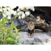 LOGINN & enjoy @ Zoo Leipzig! 3 Tage Tierischer Spaß, Sachsen inkl. Frühstück Städteurlaub online kaufen LOGINN & enjoy @ Zoo Leipzig! 3 Tage Tierischer Spaß, Sachsen inkl. Frühstück Städteurlaub online kaufen