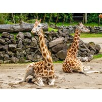 Opelzoo Kronberg mit Essen und Übernachtung | 4 Tage in Eschborn, Hessen inkl. Halbpension Städteurlaub online kaufen Opelzoo Kronberg mit Essen und Übernachtung | 4 Tage in Eschborn, Hessen inkl. Halbpension Städteurlaub online kaufen