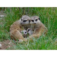 Opelzoo Kronberg mit Übernachtung | 2 Tage in Eschborn, Hessen inkl. Frühstück Städteurlaub online kaufen Opelzoo Kronberg mit Übernachtung | 2 Tage in Eschborn, Hessen inkl. Frühstück Städteurlaub online kaufen