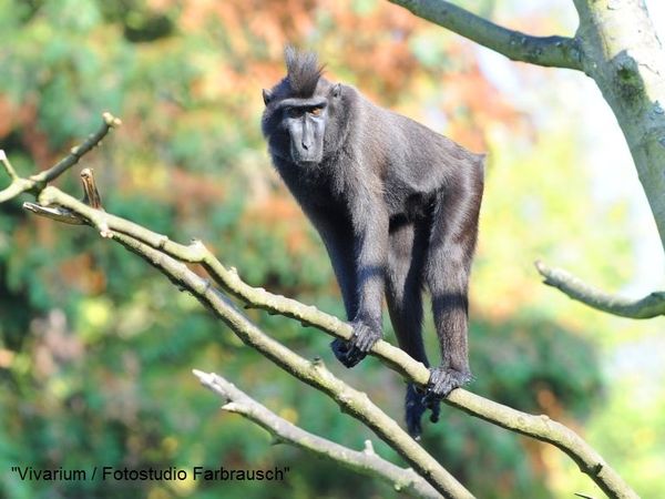 Tierische Erlebnisse im Zoo Vivarium - 2 Tage in Griesheim, Hessen inkl. Frühstück Städteurlaub online kaufen