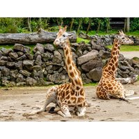 Tierisches Vergnügen in der goldenen Stadt - 3 Tage in Prag (Praha) inkl. Halbpension Städteurlaub online kaufen