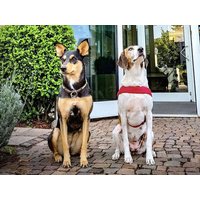 Urlaub mit Hund in der Rhein-Neckar Region - 4 Tage in Walldorf, Baden-Württemberg inkl. Frühstück Städteurlaub online kaufen Urlaub mit Hund in der Rhein-Neckar Region - 4 Tage in Walldorf, Baden-Württemberg inkl. Frühstück Städteurlaub online kaufen