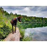 Urlaub mit Hund in der Rhein-Neckar Region - 6 Tage in Walldorf, Baden-Württemberg inkl. Frühstück Städteurlaub online kaufen